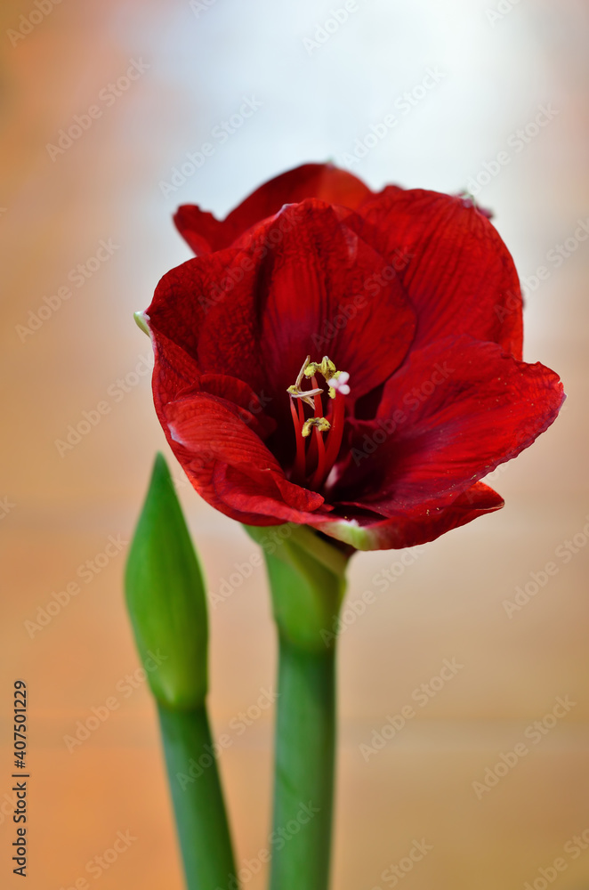 A beautiful red Amaryllis bulb flower A beautiful red Amaryllis bulb flower