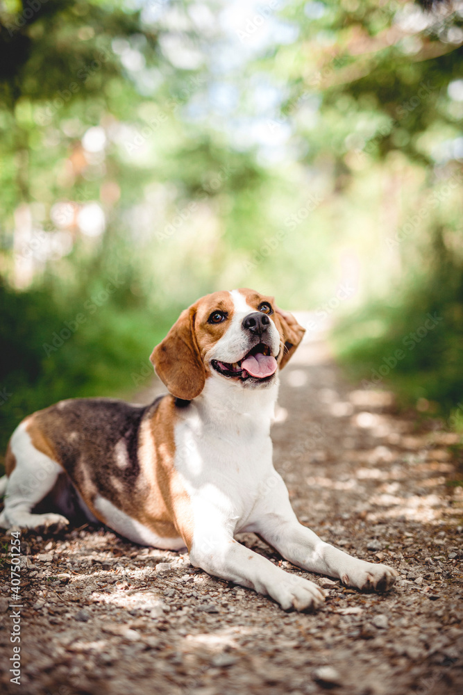 Fröhlicher Beagle im Wald. Portrait von einem Jagdhund.