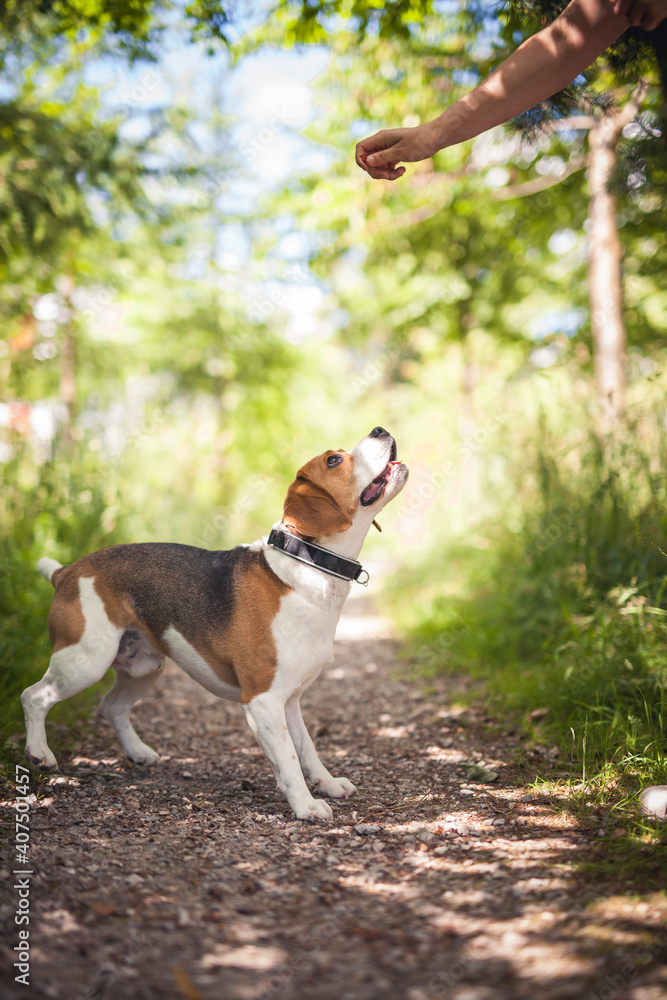 Fröhlicher Beagle läuft und spielt im Wald. Portrait von einem Jagdhund. Fröhlicher Beagle läuft und spielt im Wald. Portrait von einem Jagdhund.
