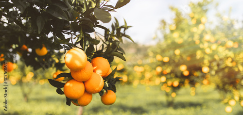 Alberi di arancia in Calabria photo