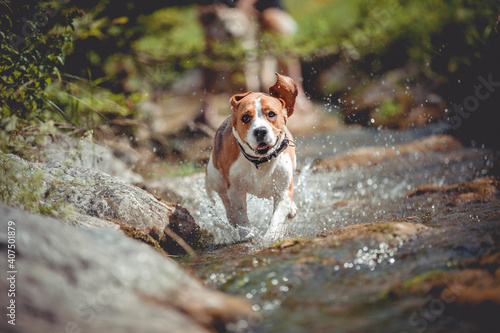 Beagle hat spaß im wasser. Jagdhund läuft durch einen Bach