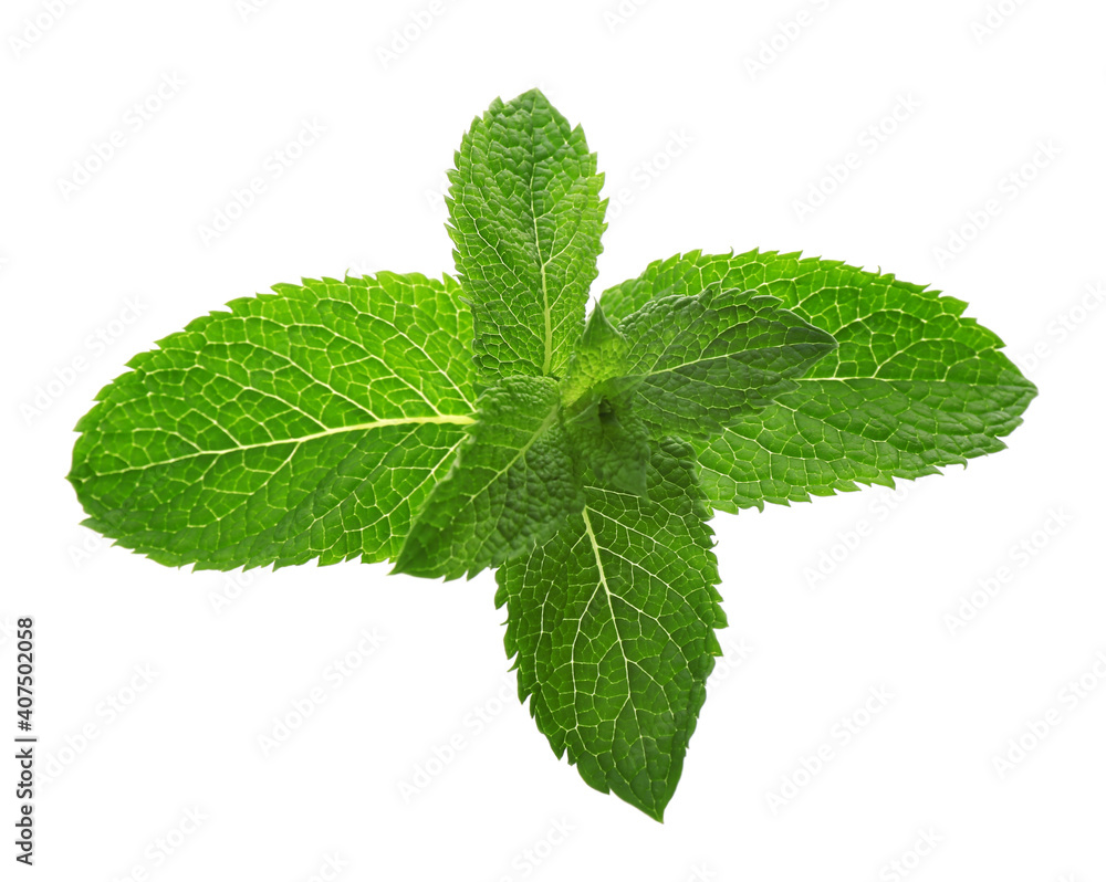 Fresh green mint leaves on white background Fresh green mint leaves on white background