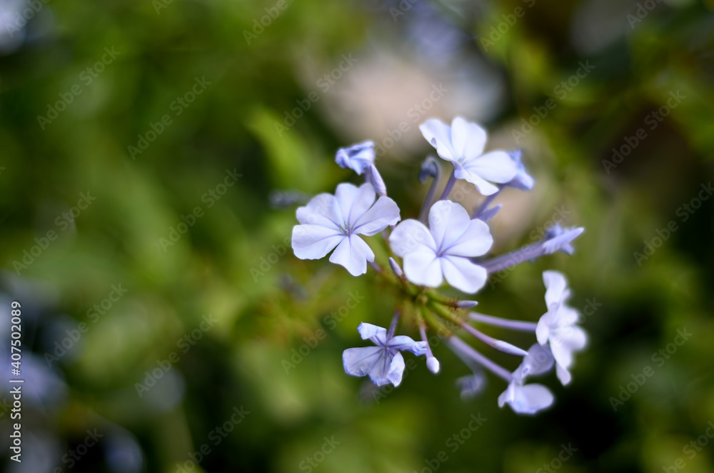 A bunch of beautiful purple flowers blossoming in spring season A bunch of beautiful purple flowers blossoming in spring season