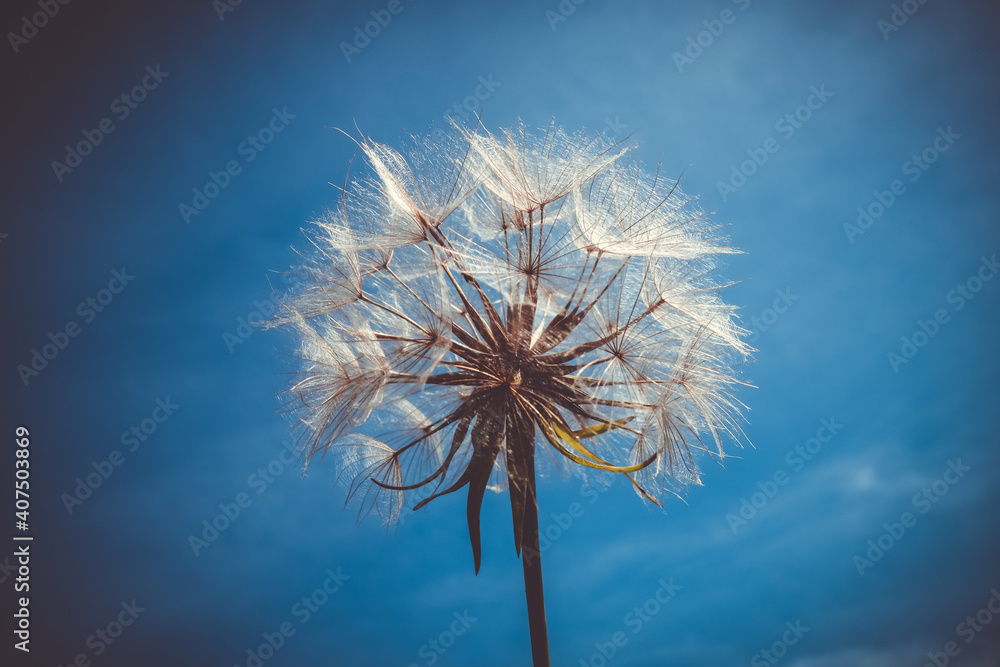 Dandelion flower silhouette over a blue sky