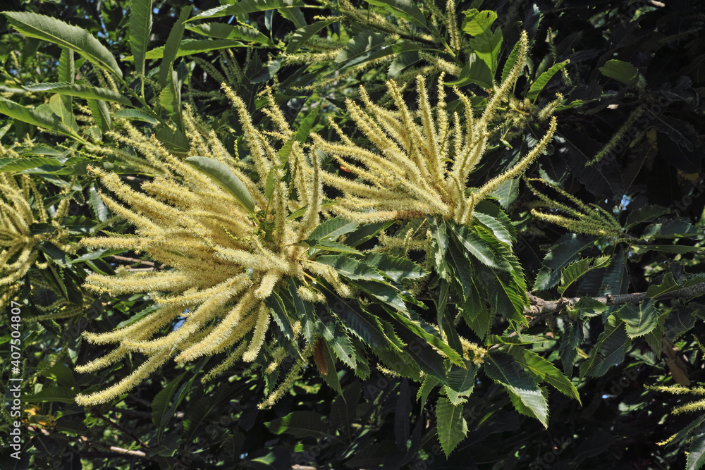 Fototapeta premium chestnut tree, catkins in bloom