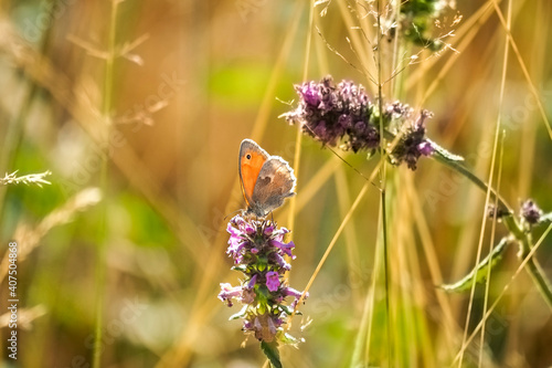 The small heath (Coenonympha pamphilus) is a butterfly species belonging to the family Nymphalidae, classified within the subfamily Satyrinae (commonly known as 