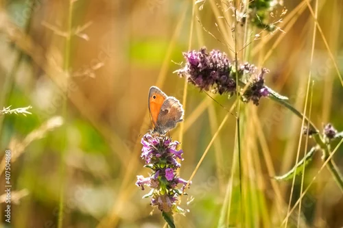 Obraz The small heath (Coenonympha pamphilus) is a butterfly species belonging to the family Nymphalidae, classified within the subfamily Satyrinae (commonly known as 