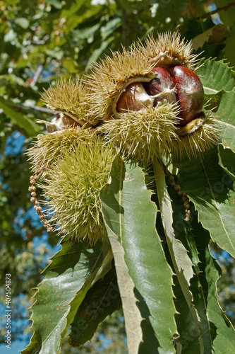 chestnut tree, leaves and ripe curly