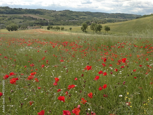 campo di papaveri nella campagna fiorentina