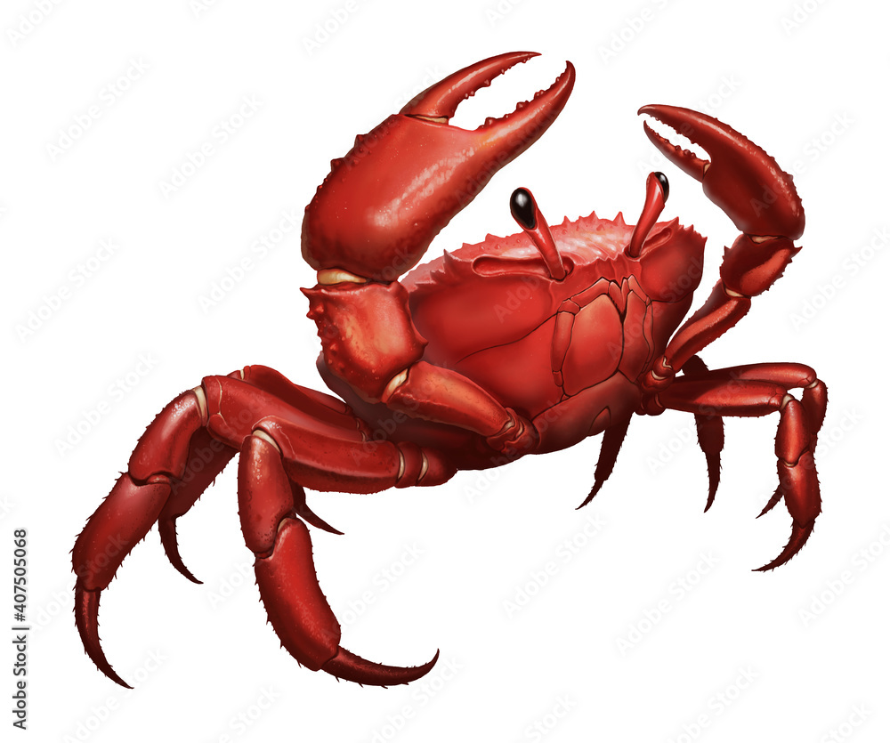 Сrab big red attacks aggressively by lifting its claws upward. Crab