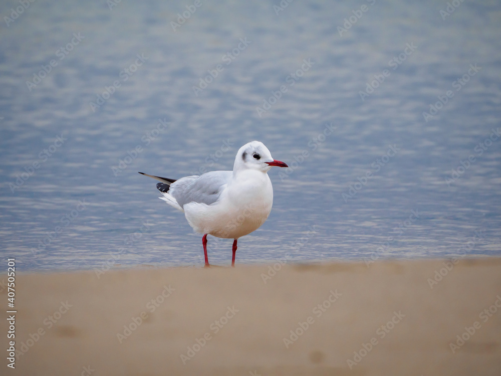 some several white seagulls are on the beach of the Baltic Sea some several white seagulls are on the beach of the Baltic Sea