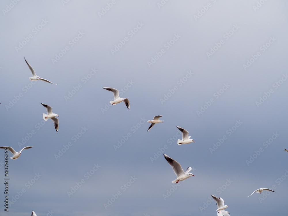 some several white gulls flying side by side in the sky