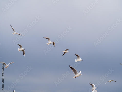 some several white gulls flying side by side in the sky