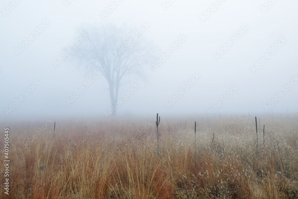 Autumn landscape of tall grass prairie in fog, Fort Custer State Park, Michigan, USA - obrazy, fototapety, plakaty 
