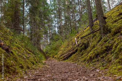 The path covered with leaves goes deep into the coniferous  autumn forest. Golden autumn in Nommeveski  estonian - N  mmeveski   Estonia. Selective focus.