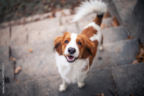 Fototapeta Naklejka Na Ścianę i Meble -  Potrait of a Kooikerhondje in the nature. Dog standing close to a lake in the sunset