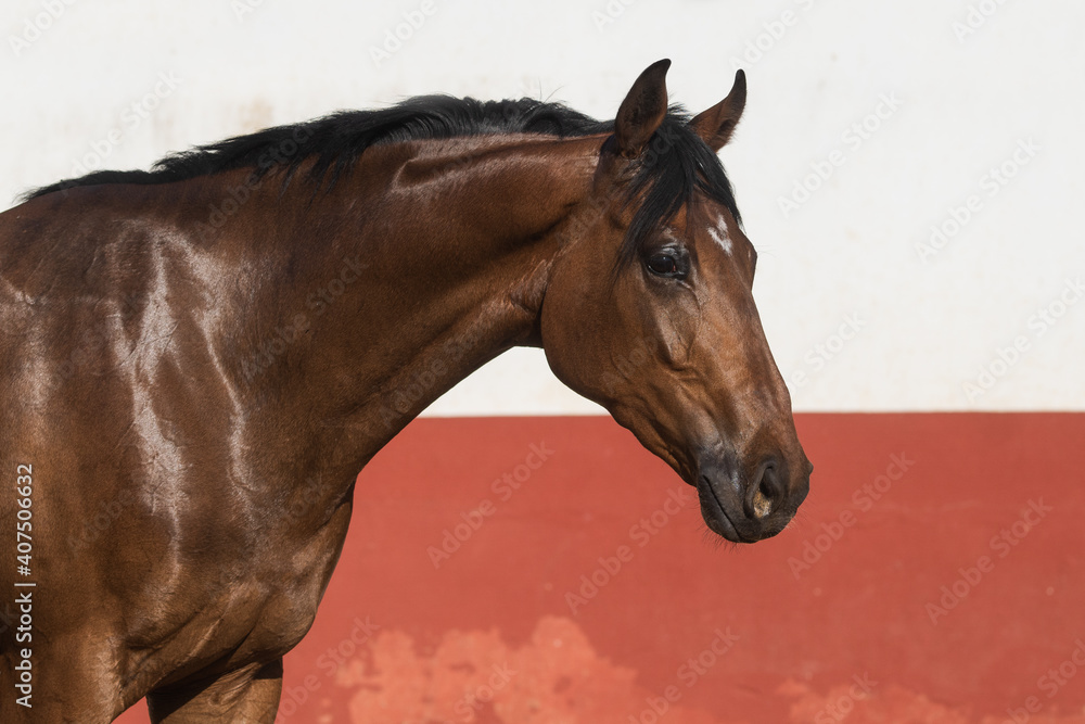 Obraz Facial portrait of a beautiful brown thoroughbred horse