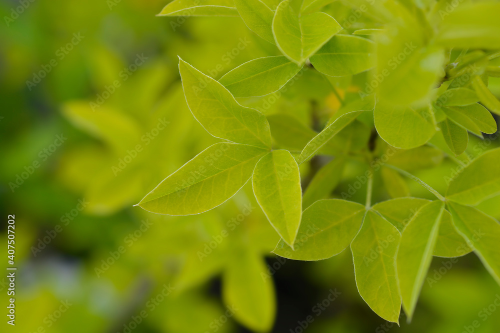 Obraz premium Voss laburnum