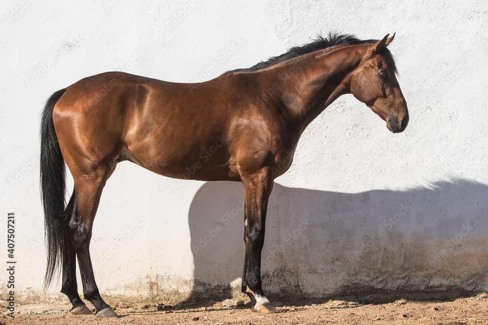 Fototapeta premium Beautiful brown gelding thoroughbred standing on the sand in freedom