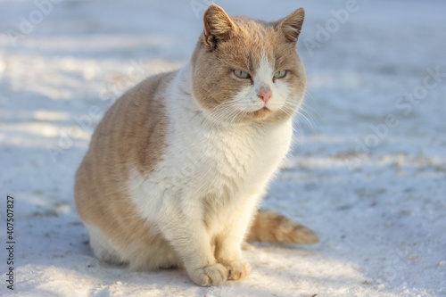 close up of red beautiful fluffy homeless cat sits on the snow in winter. Animal welfare concept, animal shelters and animal adoption