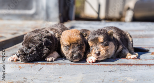 Abandoned mixed breed puppies found in Coatopa, Alabama, fed and laid out in the sun for warmth. photo