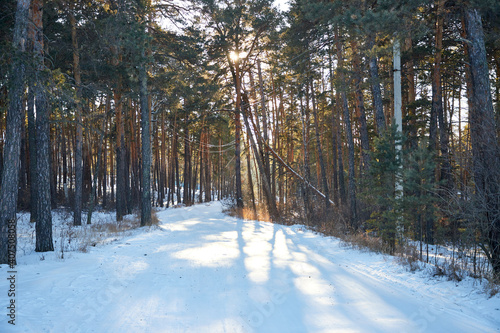 snowy road between pine trees in winter forest