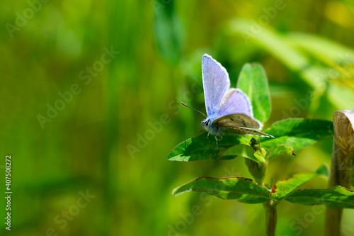 Close up view of blue butterfly also called as polyommatus icarus sitiing on clover on blurred green background with bokeh effect.
