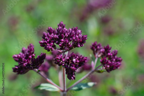 Oregano plant growing in the garden blooming plant. Violet flowers of majoran seasoning and food ingredient. Close up