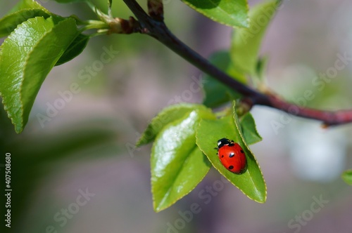 Ladybug on a green leaf. Purple background.