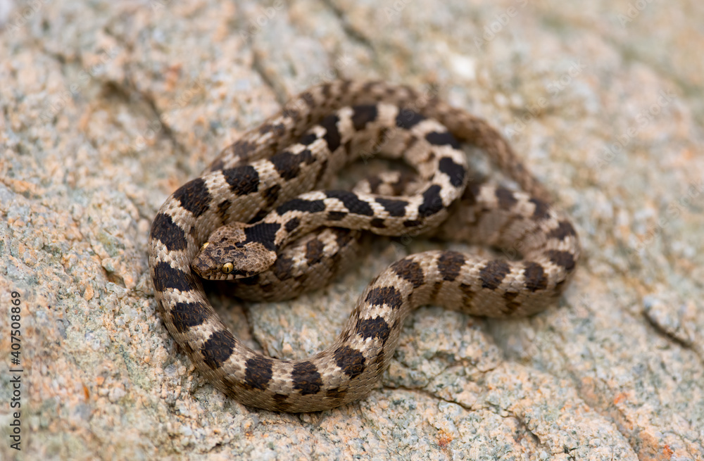 European cat snake (Telescopus fallax), also known as the Soosan snake, on a rock European cat snake (Telescopus fallax), also known as the Soosan snake, on a rock