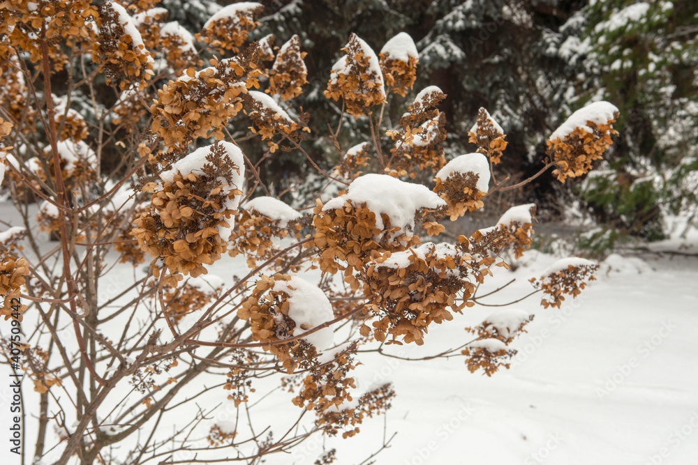 dry hydrangea flowers in the snow dry hydrangea flowers in the snow