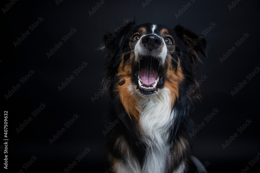 Portrait von einem Australien Shepherd im Fotostudio. Hund versucht essen zu fangen. Border Collie macht witziges gesicht beim schnappen nach einem Treat