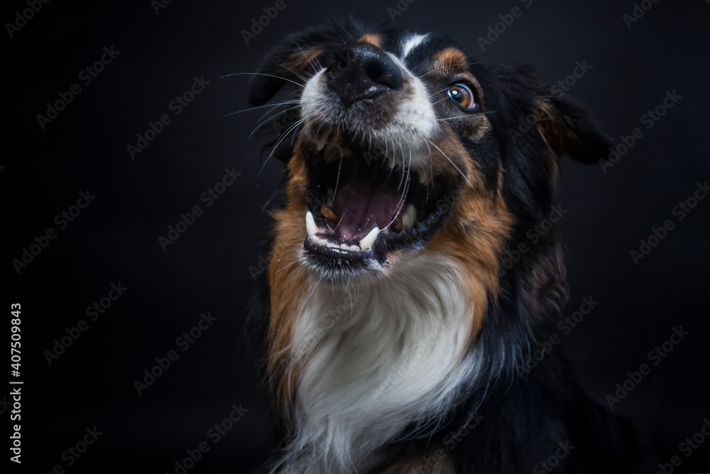 Portrait von einem Australien Shepherd im Fotostudio. Hund versucht essen zu fangen. Border Collie macht witziges gesicht beim schnappen nach einem Treat Portrait von einem Australien Shepherd im Fotostudio. Hund versucht essen zu fangen. Border Collie macht witziges gesicht beim schnappen nach einem Treat