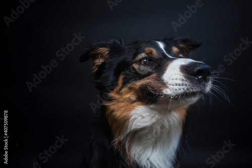 Portrait von einem Australien Shepherd im Fotostudio. Hund versucht essen zu fangen. Border Collie macht witziges gesicht beim schnappen nach einem Treat
