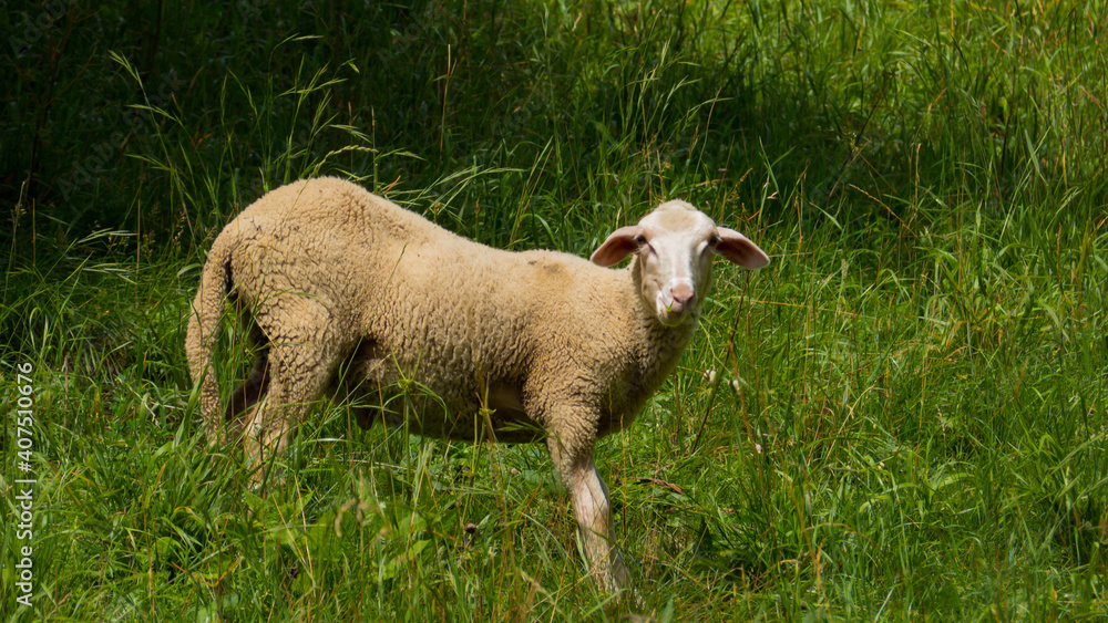 Obraz premium The frightened sheep looks directly into the lens