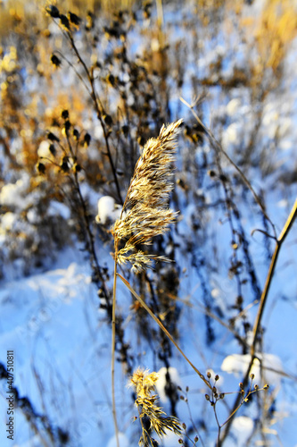 Fluffy reed branch against a background of snow and grass. Backlit by the sun.