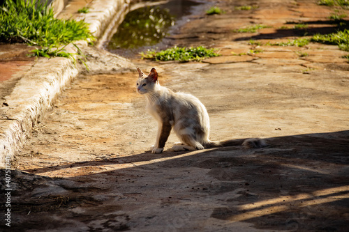 GAto de cor clara sentado no meio da rua. Gato abandonado em cemitério na cidade de Goiânia.