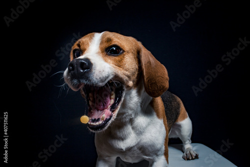 Beagle try to catch treats in the studio. Dog make funny face while catching food. Dog with black background in the studio and lighted with flashligt