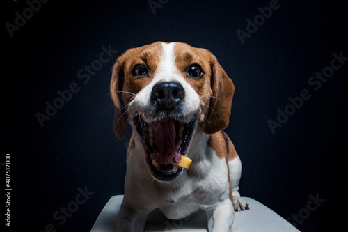 Beagle try to catch treats in the studio. Dog make funny face while catching food. Dog with black background in the studio and lighted with flashligt