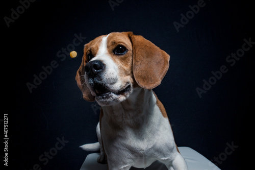 Beagle try to catch treats in the studio. Dog make funny face while catching food. Dog with black background in the studio and lighted with flashligt © lichtflut_photo