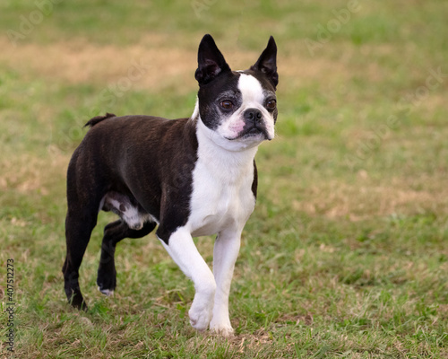 Boston Terrier