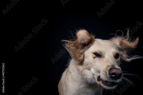 Rescue Dog try to catch treats in the studio. Half Breed Dog make funny Face while catching food. Mixed breed Dog Portrait in studio with black background and flashlight