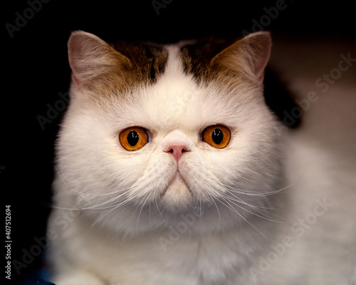 Flat Faced Cat with orange eyes