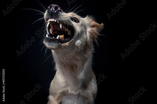 Rescue Dog try to catch treats in the studio. Half Breed Dog make funny Face while catching food. Mixed breed Dog Portrait in studio with black background and flashlight © lichtflut_photo