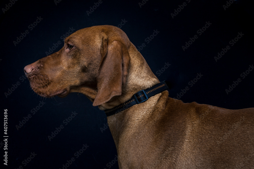 Magyar Vizsla fängt Leckerli im Studio. Magyar Vizsla fängt Leckerli im Studio.