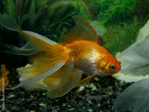Goldfish swims in the aquarium.
