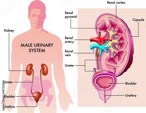 Medical illustration shows the organs of the male urinary system with magnified details and annotations.