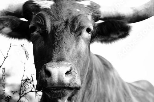 Texas longhorn cow face close up in black and white.