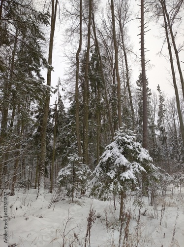 forest in winter
