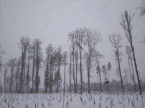 forest in winter